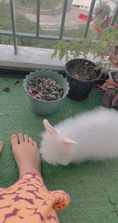 Kayden Waldorf - Dwarf + Lionhead Rabbit