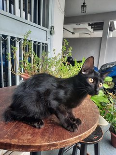 Tam Tam - Domestic Long Hair Cat