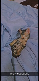 Kitty - Ocicat Cat