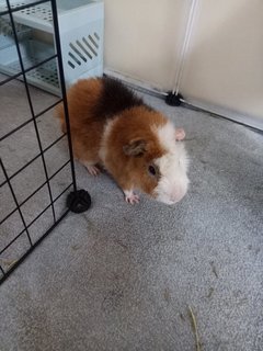 Pikachu - Guinea Pig Small & Furry