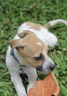 Latte - Mixed Breed Dog