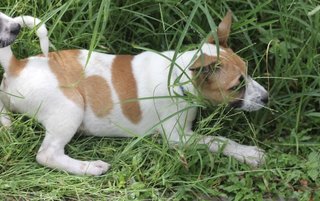 Latte - Mixed Breed Dog