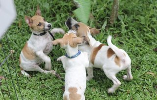 Latte - Mixed Breed Dog