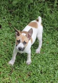 Latte - Mixed Breed Dog