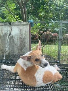 Latte - Mixed Breed Dog