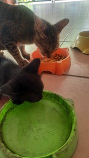 Hawkeye &amp; Childs - Domestic Short Hair Cat