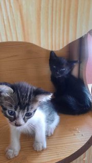 Hawkeye &amp; Childs - Domestic Short Hair Cat