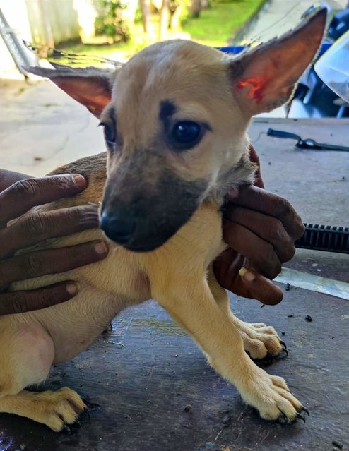 Sandy L - Mixed Breed Dog