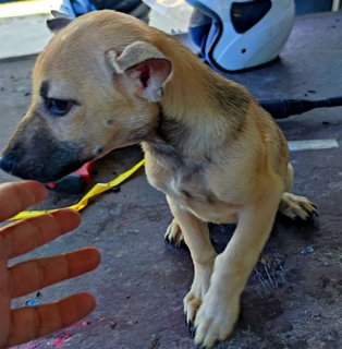 Sandy L - Mixed Breed Dog