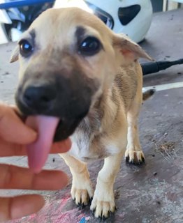 Sandy L - Mixed Breed Dog