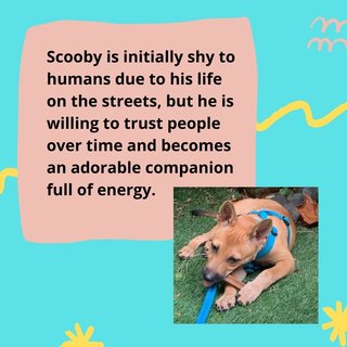 Scooby - Mixed Breed Dog