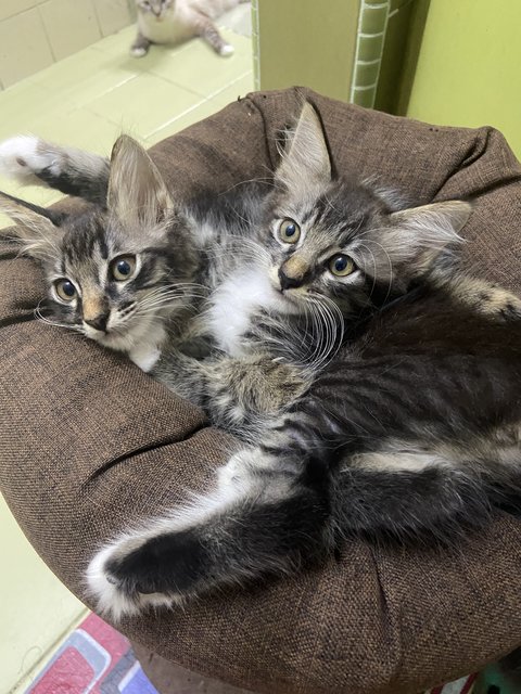 Mici - British Shorthair + Ragdoll Cat