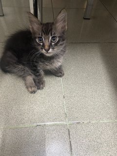 Mici - British Shorthair + Ragdoll Cat