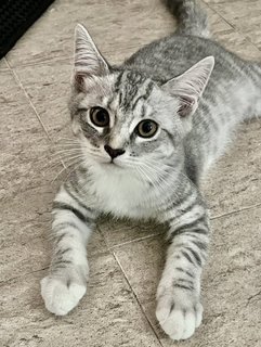 Mici - British Shorthair + Ragdoll Cat