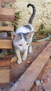 Oreo - Domestic Short Hair Cat