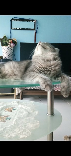 Ricky - Domestic Long Hair + British Shorthair Cat