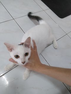 Xiao Xi - Domestic Short Hair Cat