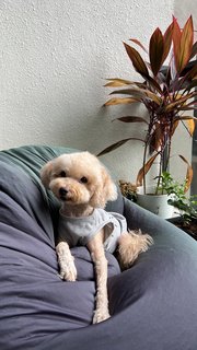 Oliver - Poodle Dog