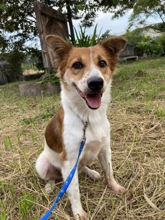 Lorna - Mixed Breed Dog