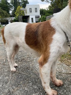 Lorna - Mixed Breed Dog