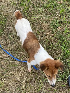 Lorna - Mixed Breed Dog