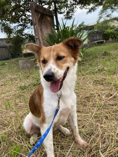 Lorna - Mixed Breed Dog