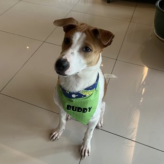 Adopted - Buddy 🤩 - Mixed Breed Dog