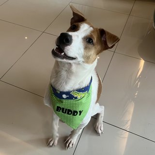 Adopted - Buddy 🤩 - Mixed Breed Dog