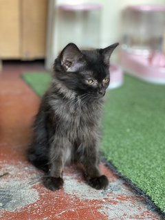 Twin - Domestic Long Hair Cat