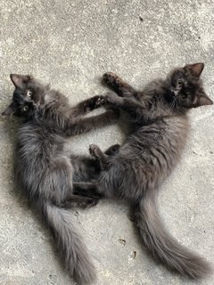 Twin - Domestic Long Hair Cat