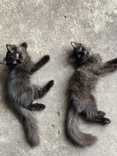 Twin - Domestic Long Hair Cat