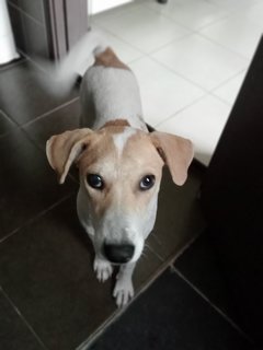 Phoebe - Mixed Breed Dog