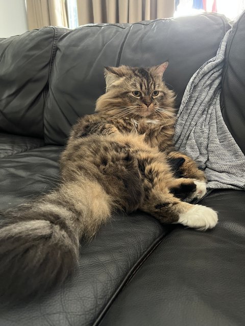 Benji - British Shorthair + Maine Coon Cat