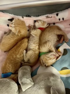 Musical Babies  - Domestic Short Hair Cat