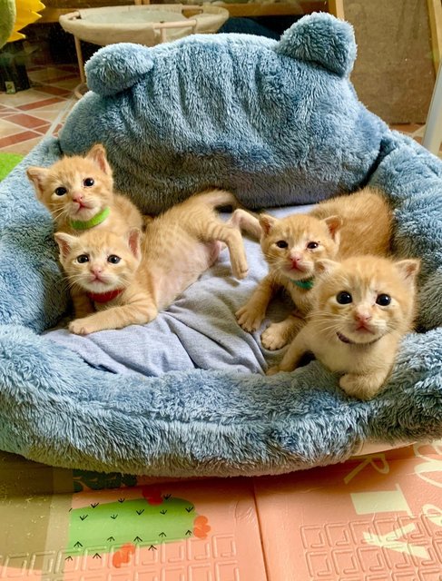 Musical Babies  - Domestic Short Hair Cat