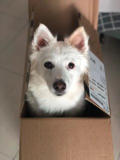 Xiao Bai - Mixed Breed Dog