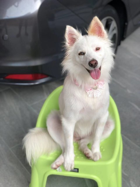 Xiao Bai - Mixed Breed Dog