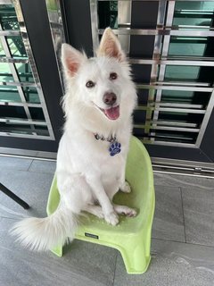 Xiao Bai - Mixed Breed Dog