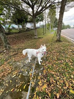 Xiao Bai - Mixed Breed Dog