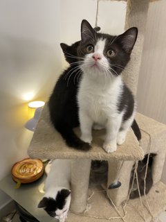 Charlie  - British Shorthair Cat