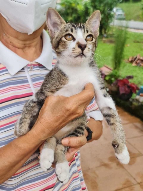 Toby - Domestic Short Hair Cat