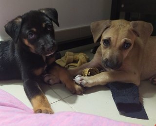 💗savannah &amp; Texas💙  - Mixed Breed Dog