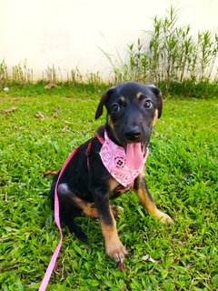 💗savannah &amp; Texas💙  - Mixed Breed Dog