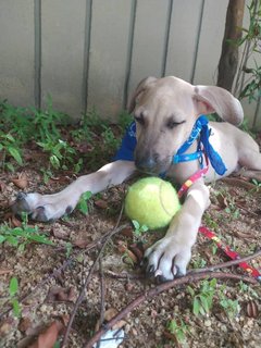 💗savannah &amp; Texas💙  - Mixed Breed Dog