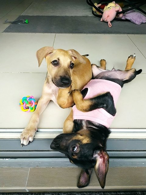 💗savannah &amp; Texas💙  - Mixed Breed Dog