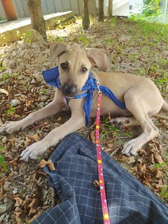 💗savannah &amp; Texas💙  - Mixed Breed Dog