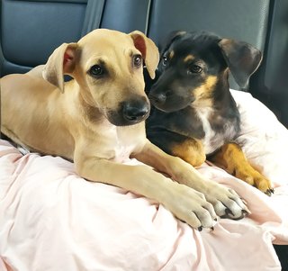 💗savannah &amp; Texas💙  - Mixed Breed Dog