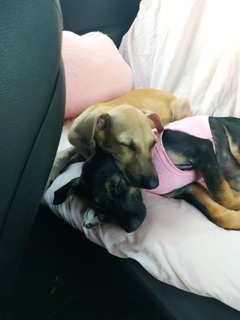 💗savannah &amp; Texas💙  - Mixed Breed Dog