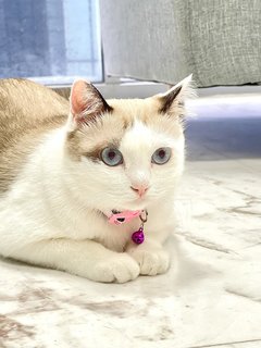 Lala-chan - Siamese Cat