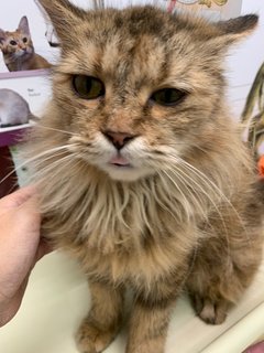 Brownie - Domestic Medium Hair Cat